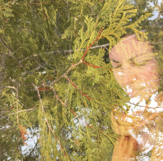 A love note to the Cedar trees.