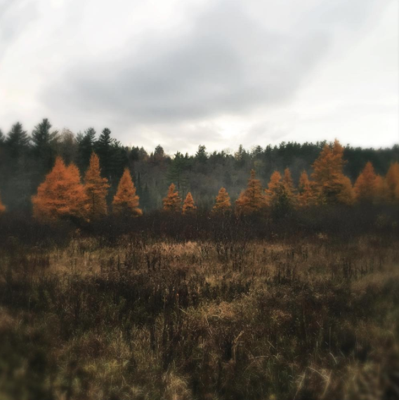 The glowing golden tamaracks.