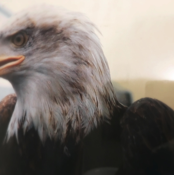 Moments with eagles.