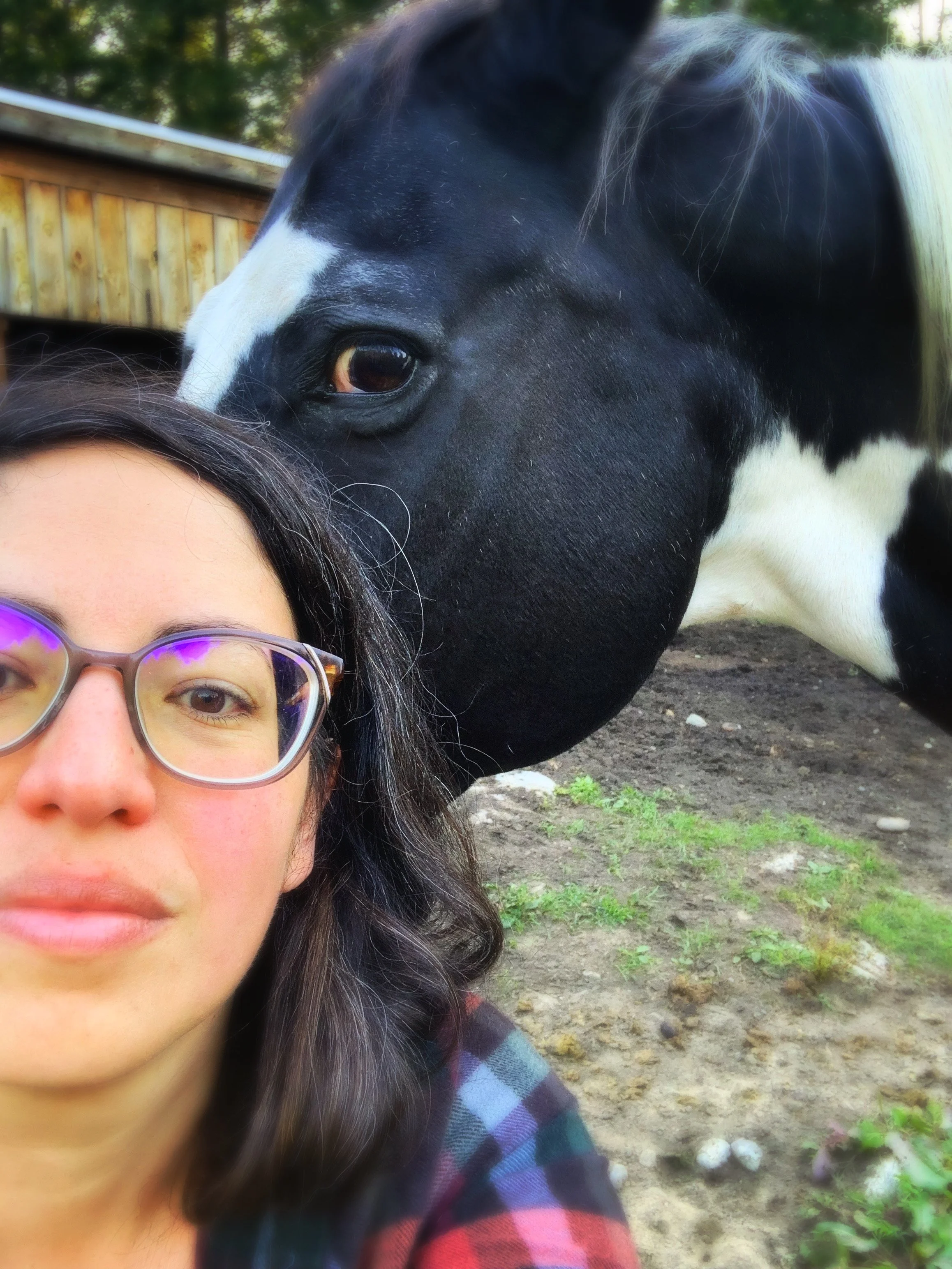 Healing with a lead horse and his herd