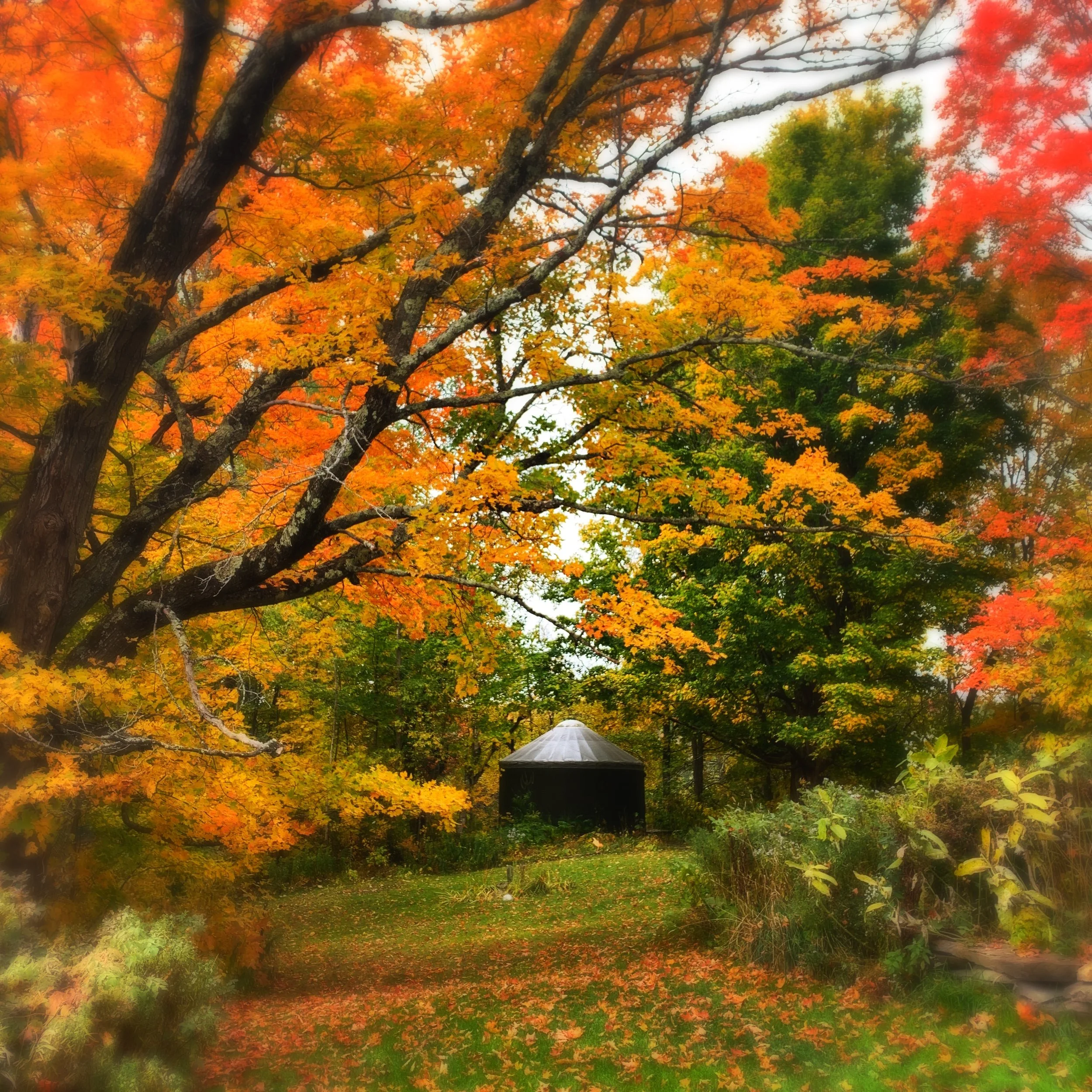 Tracing the Root: A Genealogy & Intuition Retreat