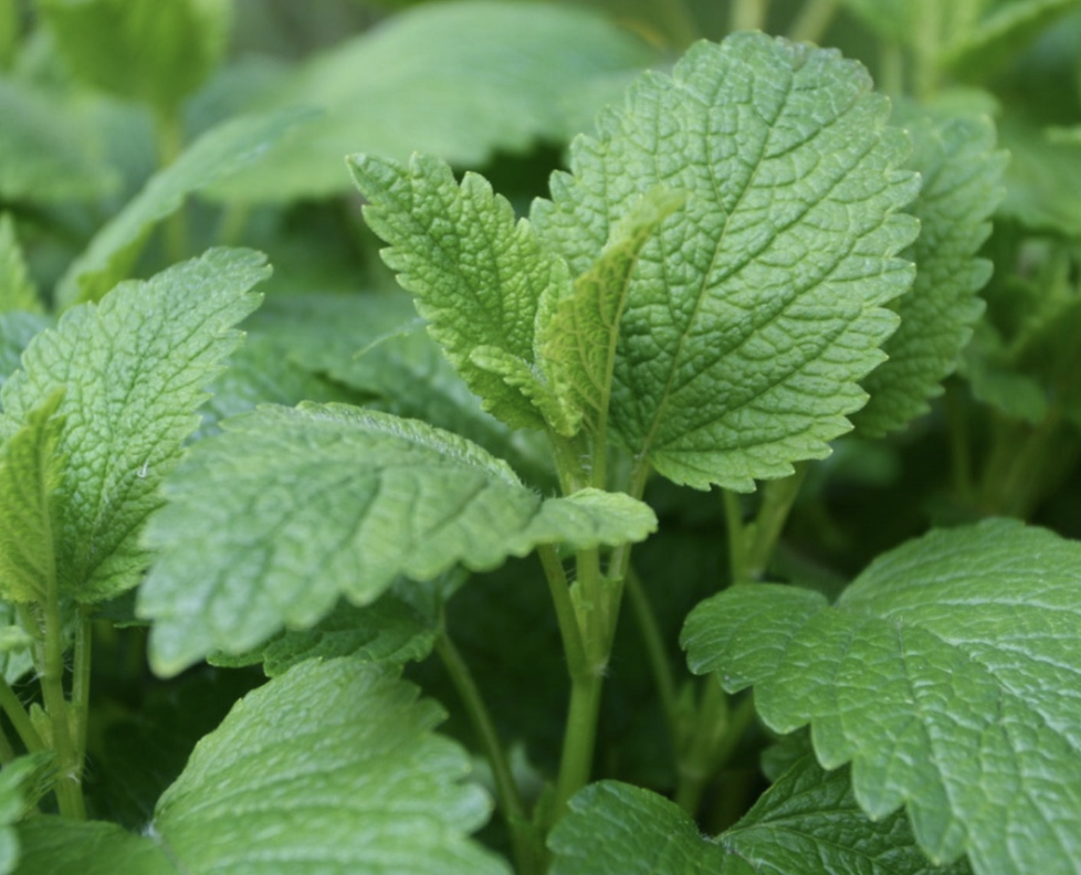 Screenshot 2026-04-21 at 2.39.29 PM.png