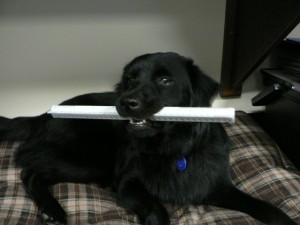 Our dog AJ hard at work