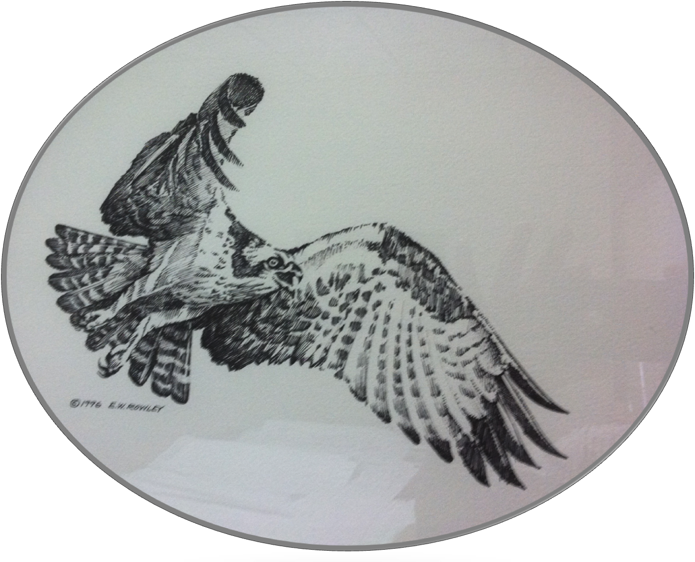 Osprey.png
