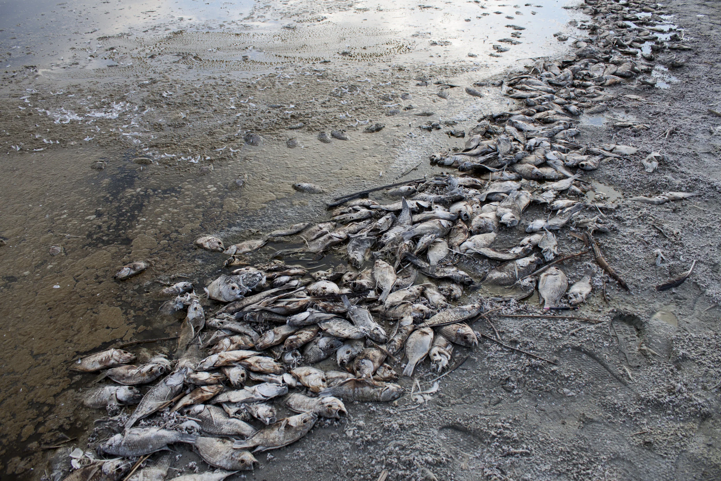 Dead fish at the Salton Sea
