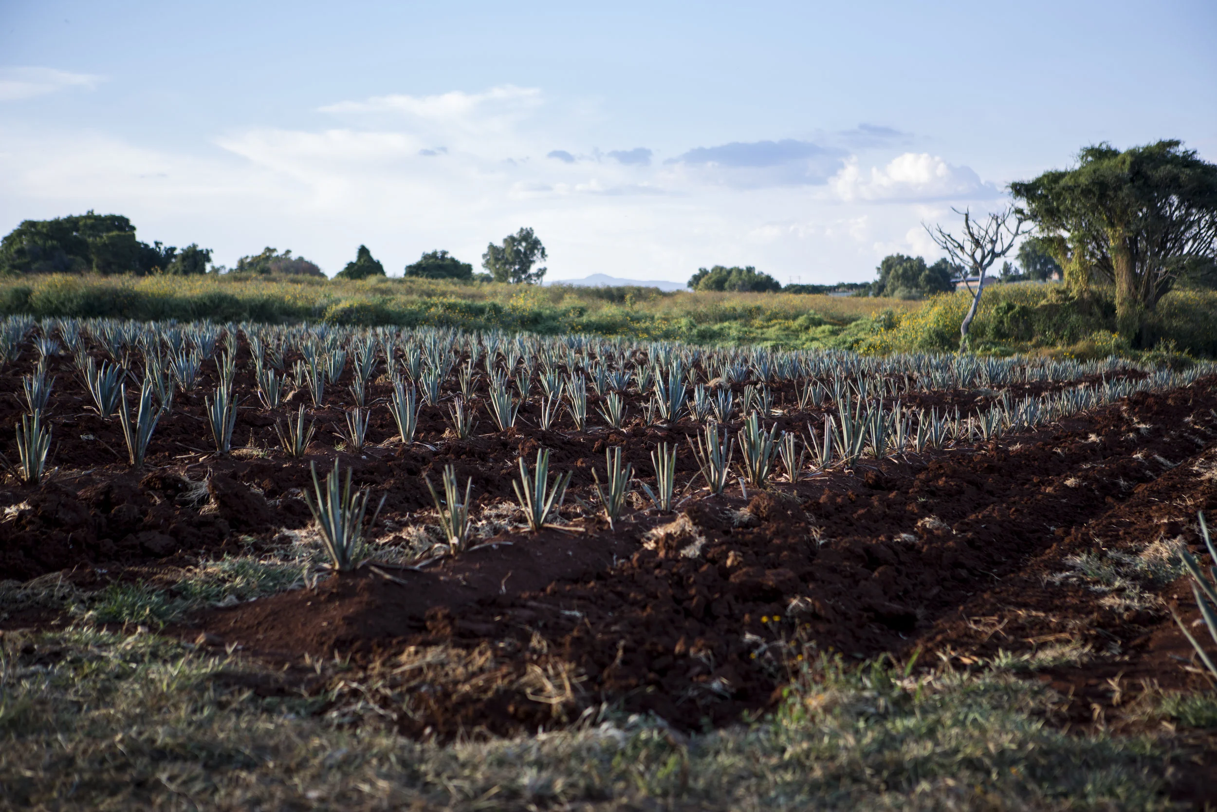 Blue Agave Fields at Casa Don Julio