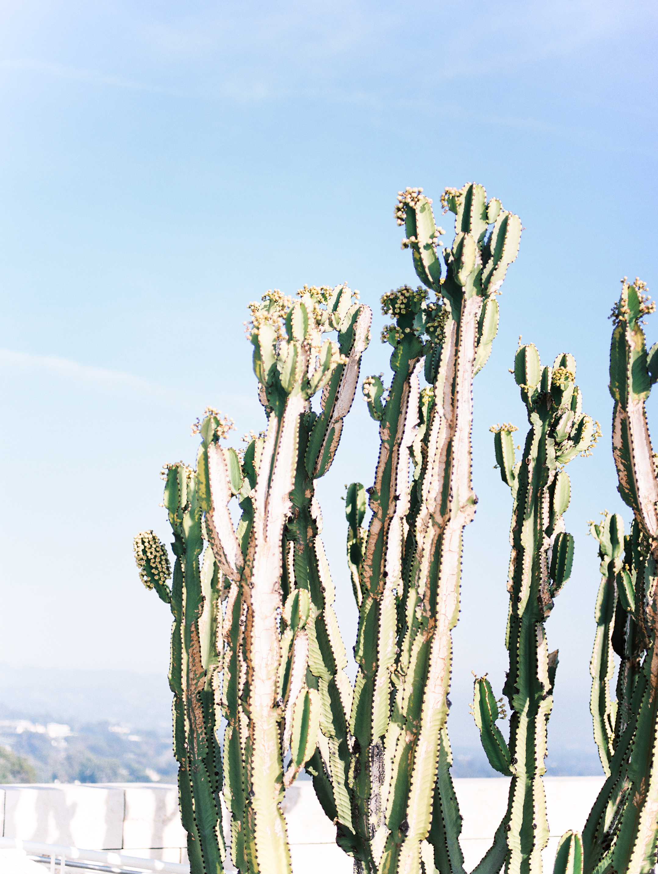 cactus.jpg