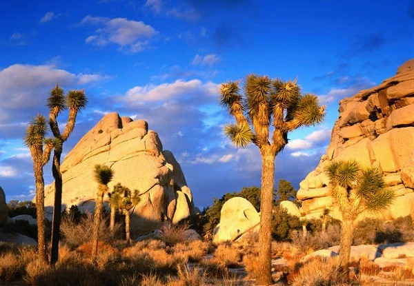 Welcome-to-Joshua-Tree-National-Park.jpg