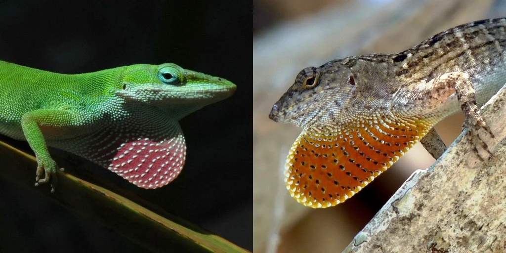 Feature image of two Anoles.jpg