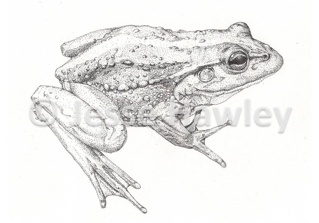 Frog October 7 2014.jpg