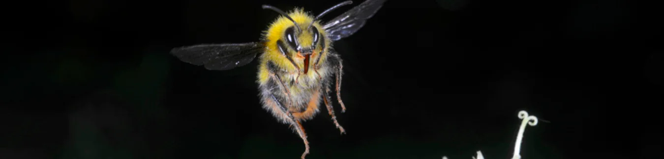 Beecause I forgot: Bumblebees get their memories mixed up too