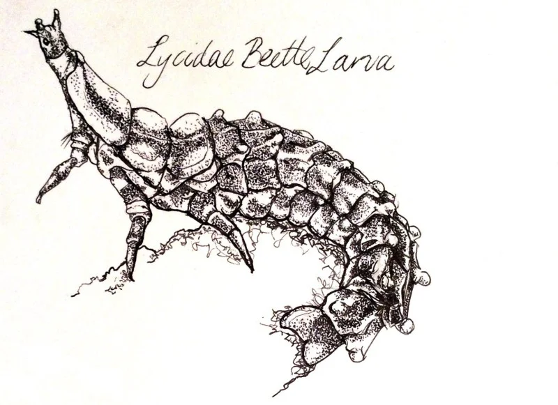 Arthropod illustrations