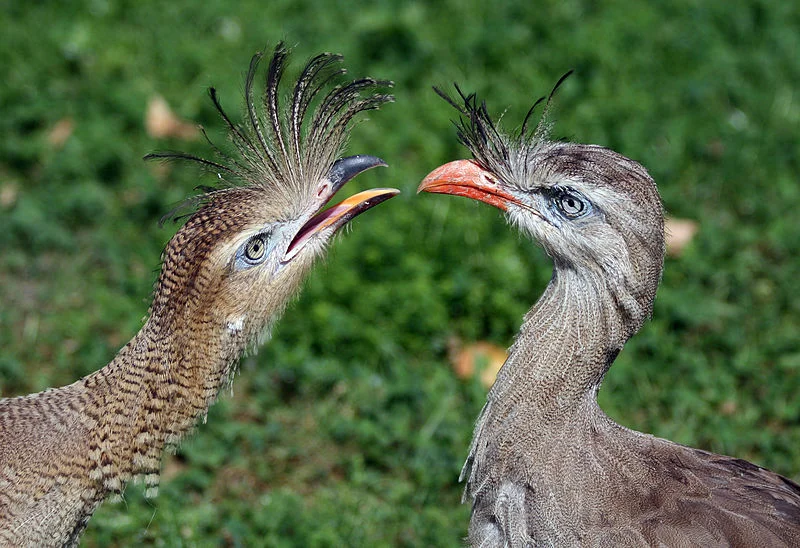 Bird diversity took flight only after the extinction of non-avian dinosaurs