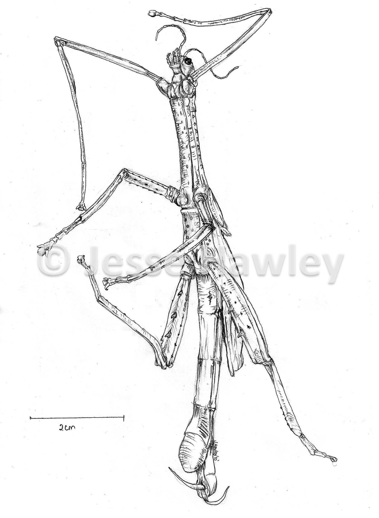 Phasmatodea.jpg