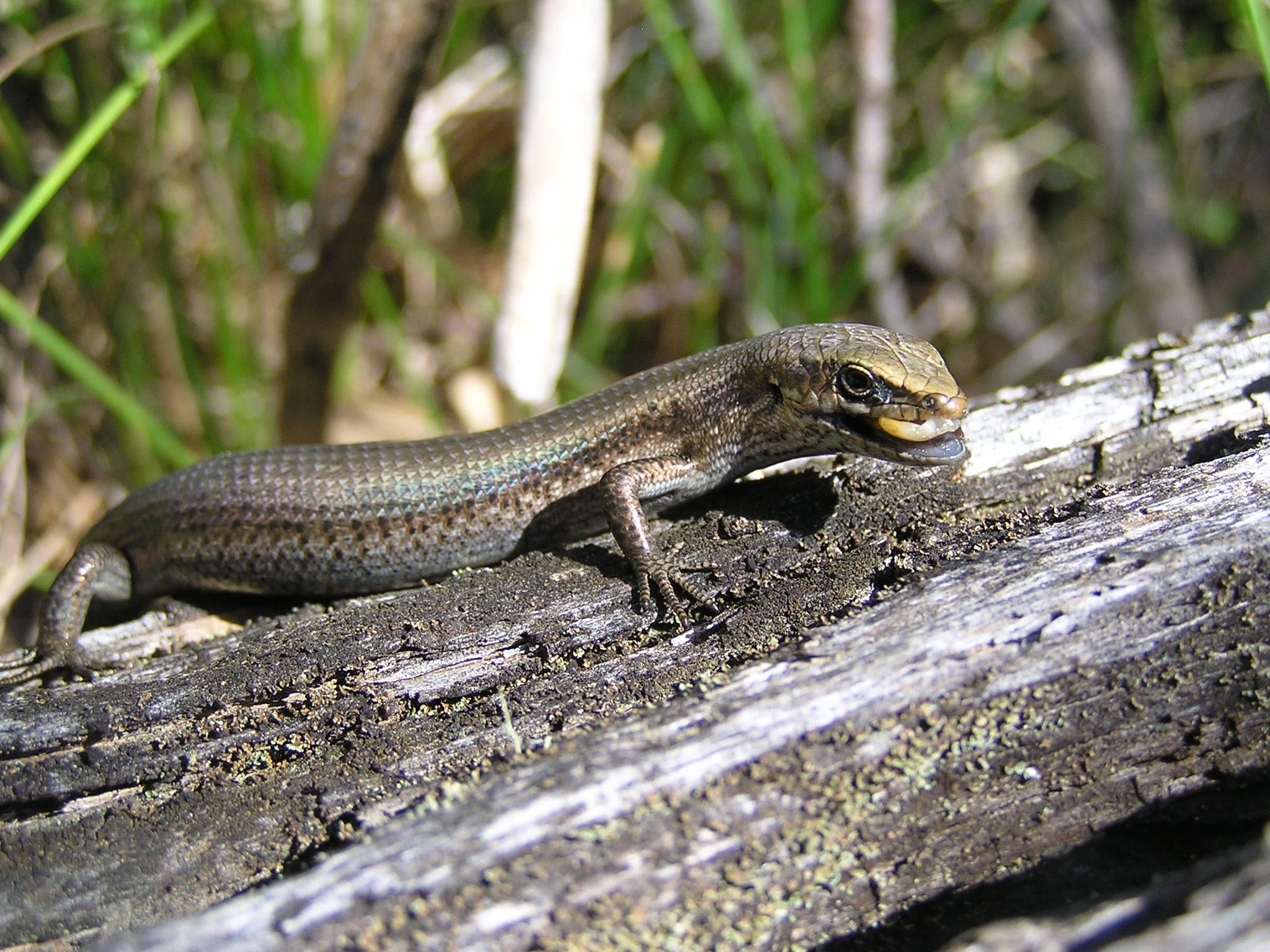 A southern grass skink eating a meal worm. Photo courtesy of Jacquie Herbert