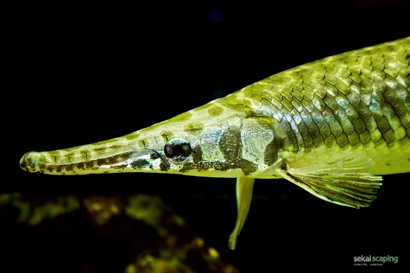 Fish Fingers: The genes we share with our scaly cousins