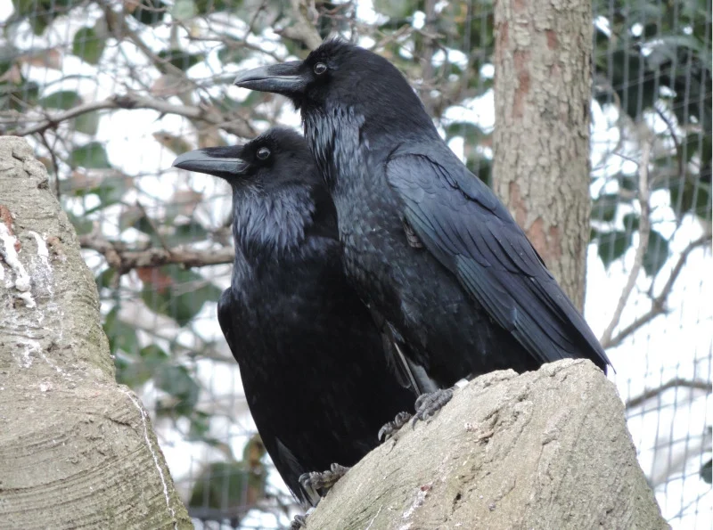 Birds of a feather manipulate together: Dominant ravens actively disrupt potentially threatening alliances