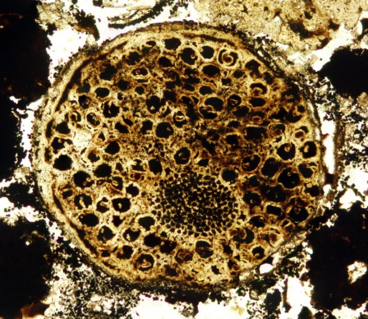 One of the 600 million year old multi-celled microfossils. Photo: Virginia Tech