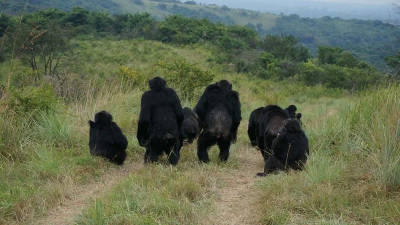 A group of male chimpanzees listening to the communications of a neighbouring group. Photo: John Mitani.