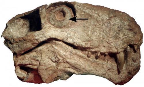 The sclerotic ring of a gorgonopsid, a carnivorous mammal-like reptile. Photograph: Kenneth Angielczyk