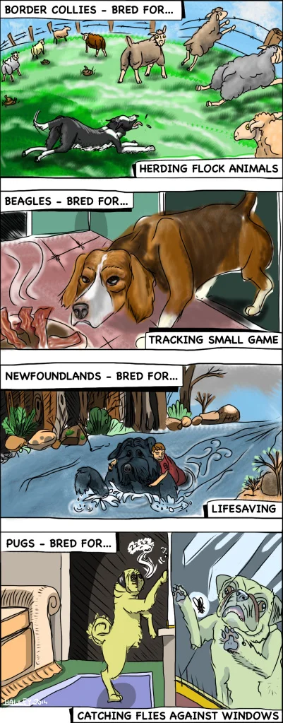 The Apparent Purpose of Pugs