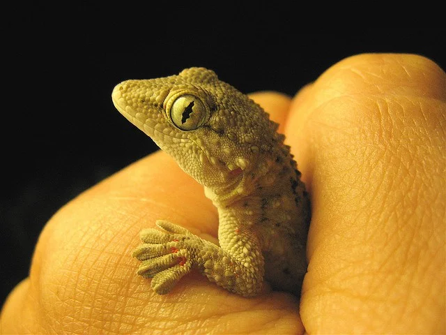 Wall Scaling Secrets Unravelled: Geckos can turn their 'stickiness’ on and off at the click of a finger