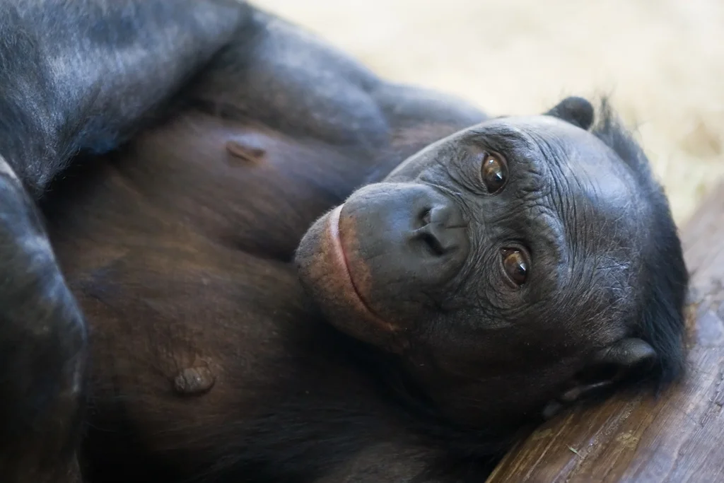 Monkey See, Monkey Yawn: Bonobos and humans 'catch' contagious yawns from friends more than strangers