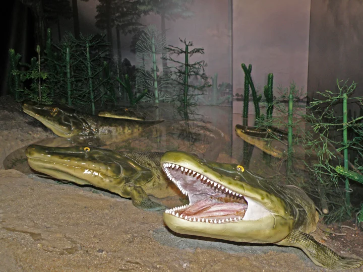 A reconstruction of Tiktaalik roseae. Photo: Alina Zienowicz CC