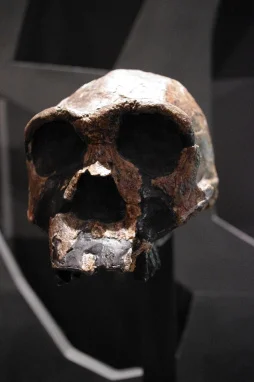 Homo ergaster or ‘the working man’, a human ancestor that lived in Africa one and a half million years ago. Photo: Staffan Vilcans CC BY-SA 2.0