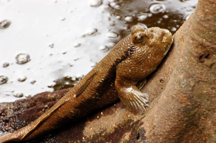 A giant mudskipper, Periopthalmodon schlosseri, a modern day example of an amphibious fish capable of locomotion on land. Tiktaalik was once thought to haul itself across mudflats primarily with its fore fins, similar to mudskippers. Photo: Ben Lee CC BY-NC-ND 2.0
