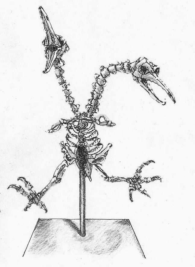 Museum display of extant avianoid skeleton. Doduo, Polycephala.jpg
