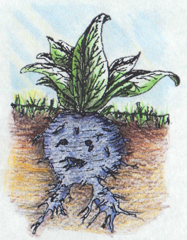 Oddish.jpg