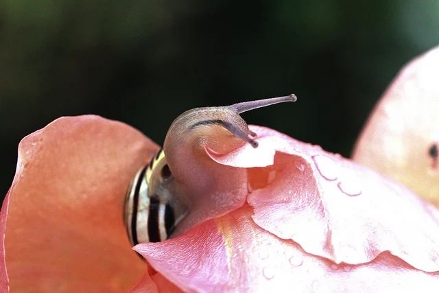 This guy's got the picture — stop and smell the roses with your four noses. Give em a little nibble maybe. Image: Mark Robinson /Flickr.