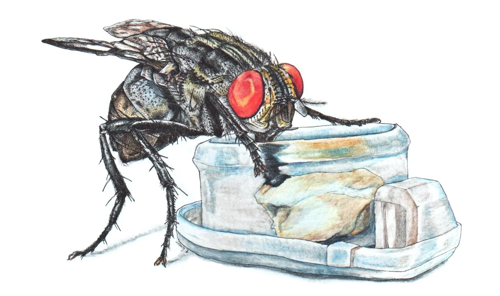 Flesh fly thesis