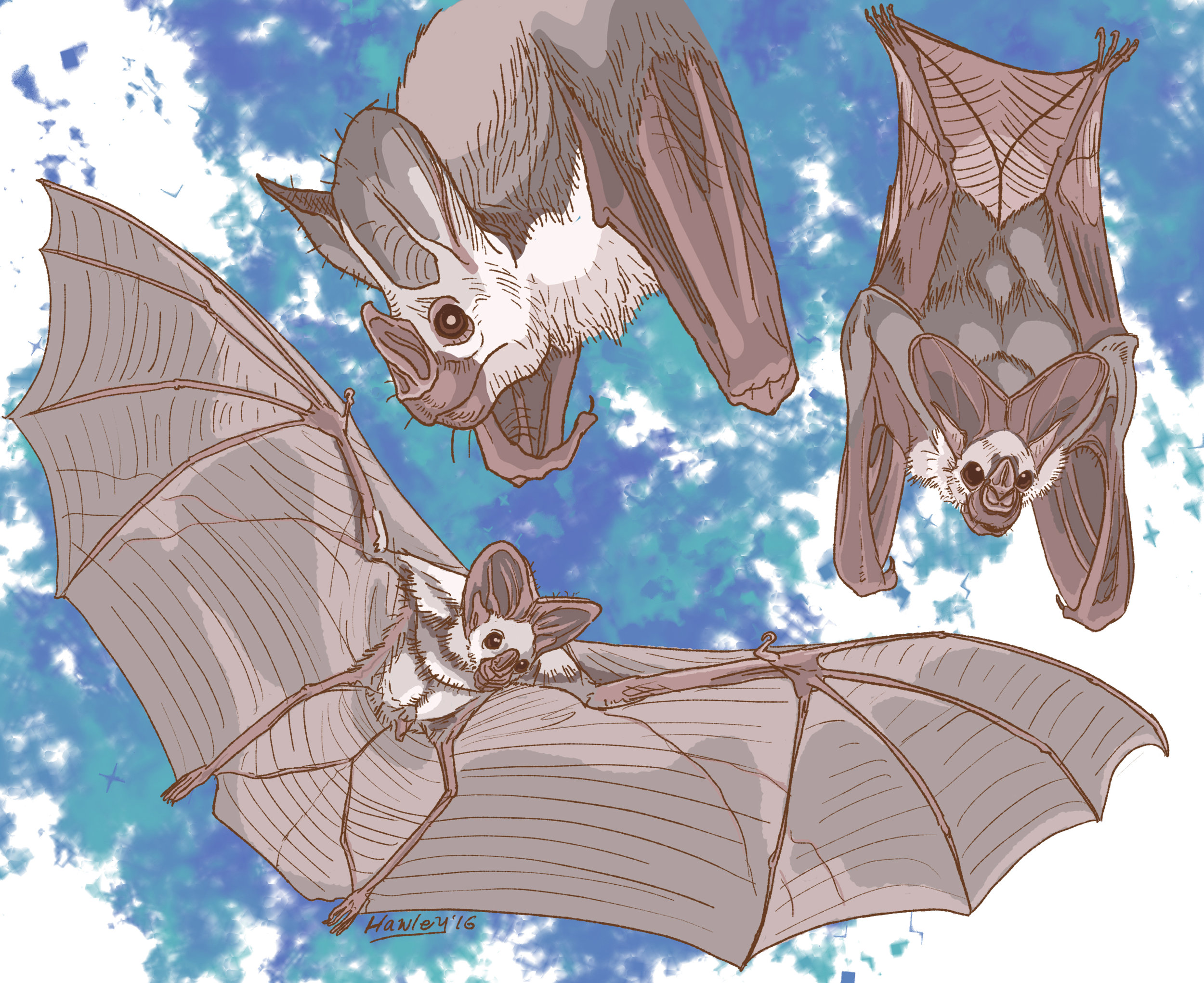 Ghost bat — roosting and taking flight