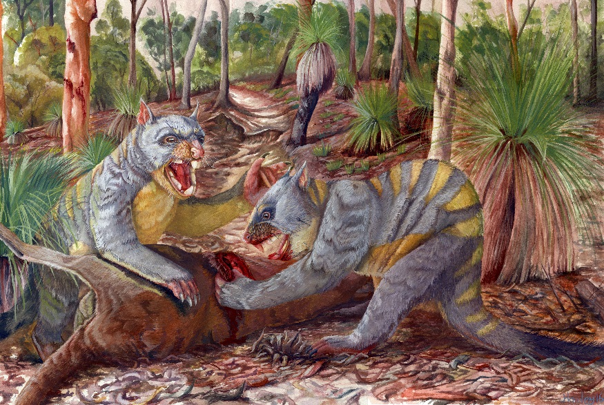 Marsupial lions (Thylacoleo carnifex)