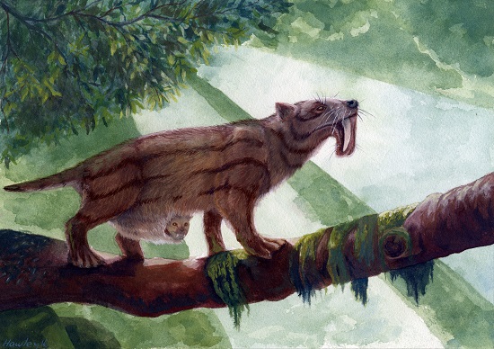 Marsupial sabretooth (Thylacosmilus atrox)