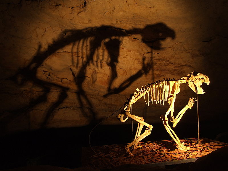 "A skeleton of a Marsupial Lion (Thylacoleo carnifex) in the Victoria Fossil Cave, Naracoorte Caves National Park." Wikicommons.