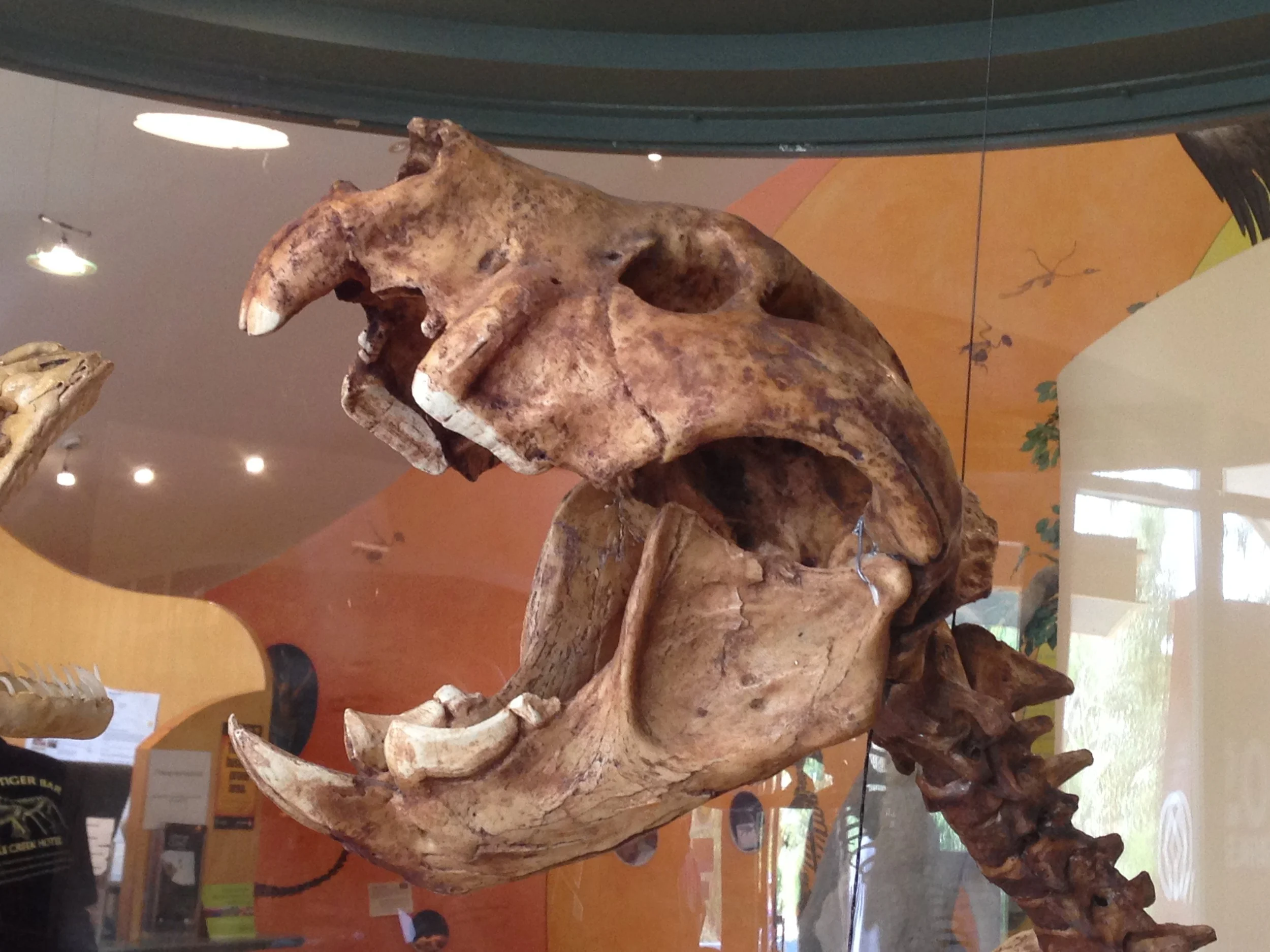 "Mounted display of Thylacoleo carnifex at the Wonambi Fossil Centre, Naracoorte Caves National Park, South Australia." Wikicommons.