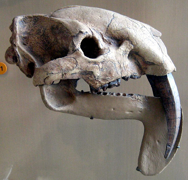 "Four million year old skull of Thylacosmilus atrox , a saber-toothed marsupial meat eater from South America. Picture taken at the American Museum of Natural History." Wikicommons.