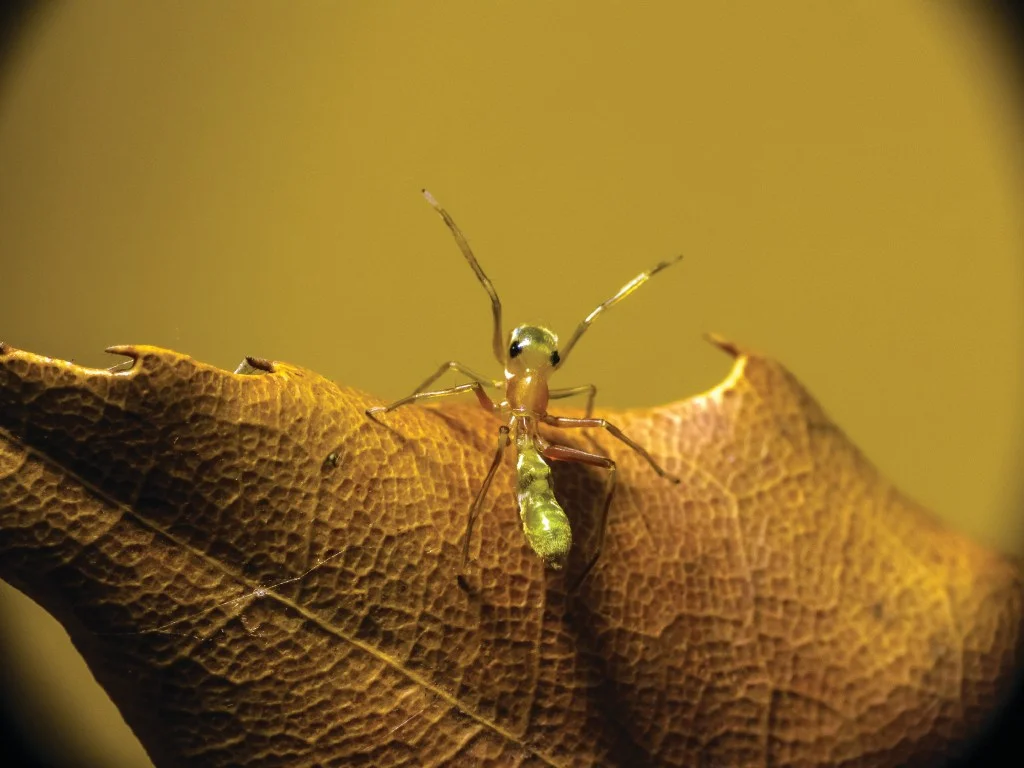 A jumping spider pretending to be an ant. Nothing to see here. Featured Image: Robert Whyte.