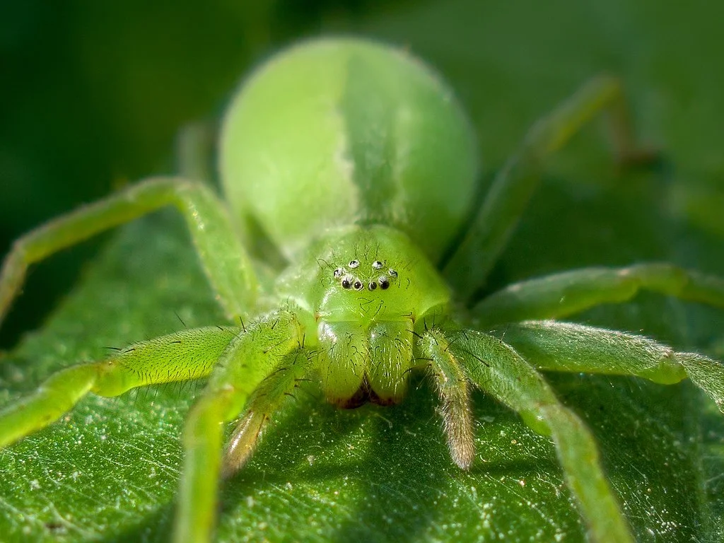 Green huntsman. No crashing cars for this jelly baby. Image: Alexey Kljatov.
