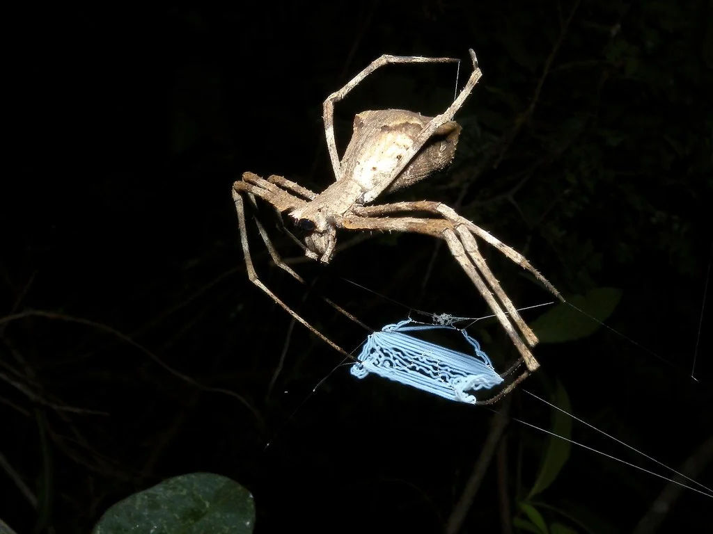And you thought bagging dinner was a hassle. Try catching some of the fastest moving animals with silk. Image: Frank Vassen.
