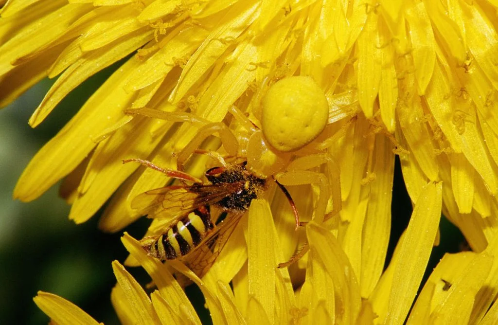 One minute you’re landing for a delicious sweet drink of nectar, and the next, your compound eyes are in a vice getting injected with venom. Image: Olaf Leillinger.