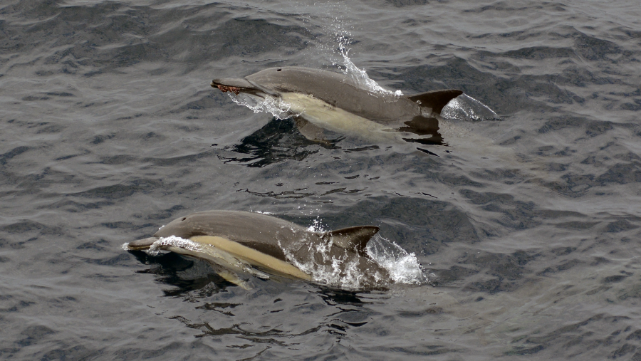Insert cetacean. Here are two common dolphins (Delphinus delphis) that were skipping alongside our ship. Photo taken by Eric Woehler from the monkey bridge. The lucky dolphin further back has a hapless octopus crunched in its beak.