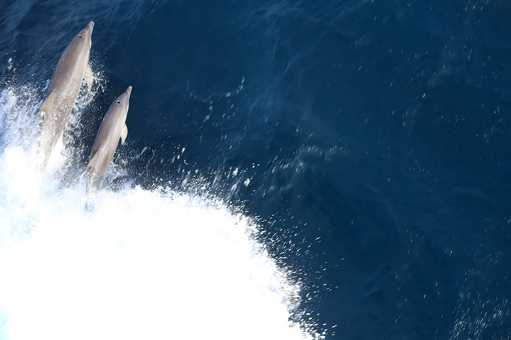 LOG 2: Settling in to life at sea, the crew, and the deep towed camera