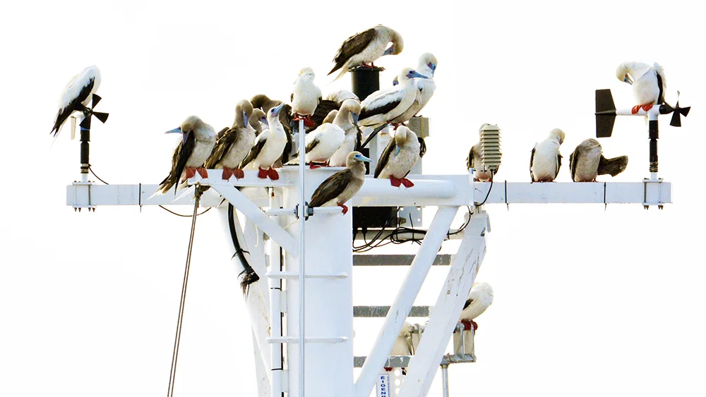 Bumbling boobies abound bundled abreast, bound for Broome. Photo: Eric Woehler.