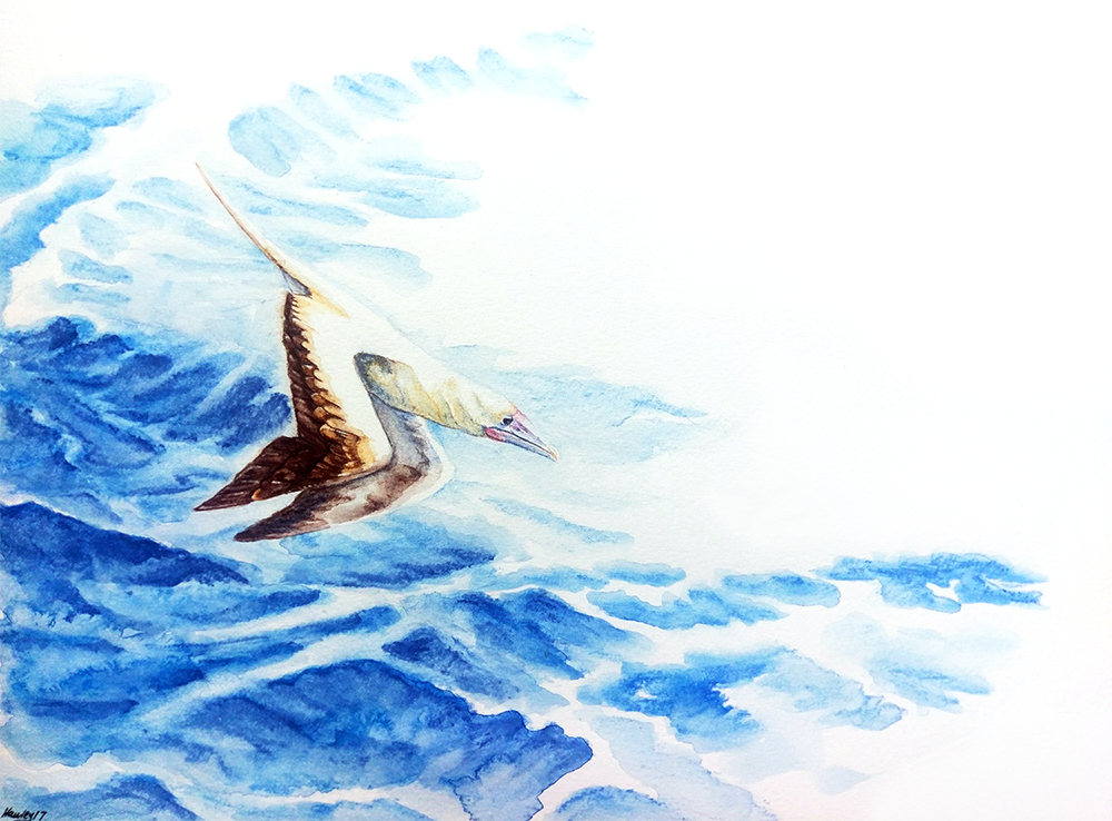 A red-footed booby folding in its wings, preparing to dive for a flying fish. Watercolour pencil. Based on a photo from Eric Woehler.