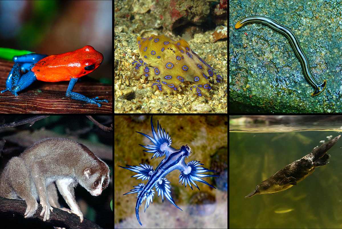 An array of venomous creatures covered in ‘Venom’. Top left: blue-jeans frog (Daniel Solabarrieta), Top middle: blue-ringed octopus (Noodlefish), Top right: Hammerhead worm (Vengolis), Bottom left: slow loris (Dick Culbert), Bottom middle: blue dragon sea slug (Sylke Rohrlach), Bottom right: platypus (Matt Chan)