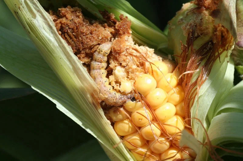 The corn earworm ( Helicoverpa zea ) appropriately eating some corn. Enjoy your own cheap joke: Corn can’t help listen out for biocontrol solutions for H. zea because ___ ____ ______.